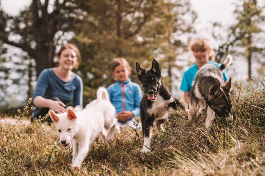 Tromsø: Puppy Training at the Husky Kennel with Lunch - Should you book this puppy training with lunch tour?