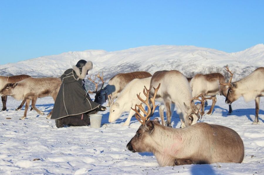 Tromsø: Reindeer Camp and Sami Cultural Tour with Lunch - Feeding 300 reindeer: the fun, the rules, and the photo moments