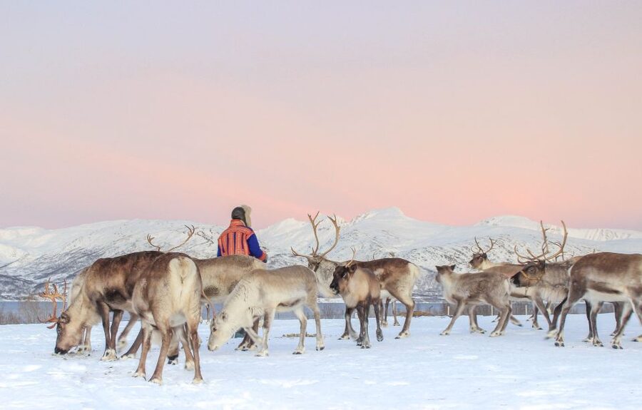 Tromsø: Reindeer Camp and Sami Cultural Tour with Lunch - Is the $141 price good value for a 4-hour tour?