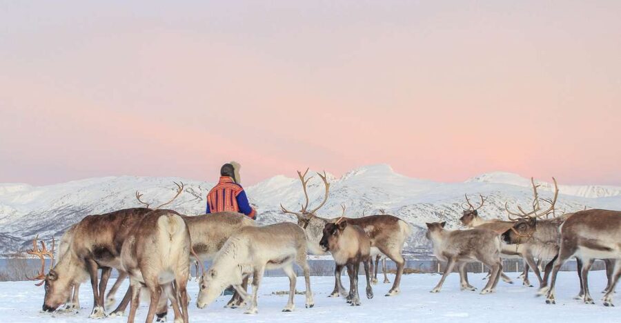 Tromsø: Reindeer Camp and Sami Cultural Tour with Lunch - The short, steep walk to the feeding area (and why it matters)