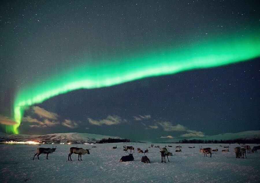 Tromsø: Reindeer Camp Dinner with Chance of Northern Lights - Getting to the reindeer camp starts with the Prostneset terminal