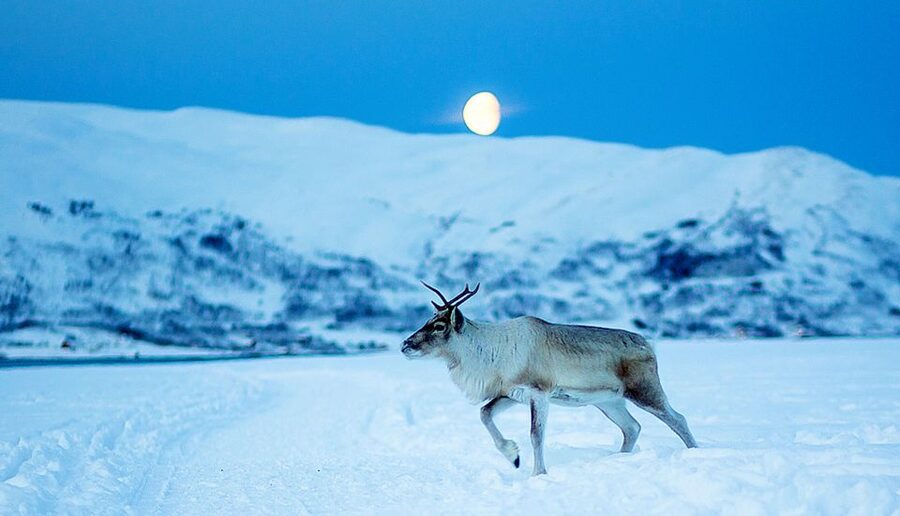 Tromsø: Reindeer Camp Dinner with Chance of Northern Lights - Candle-lit lavvu warmth: hot drinks and time to breathe