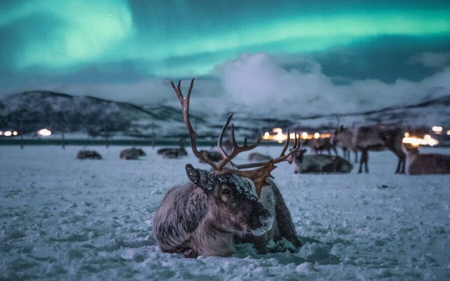 Tromsø: Reindeer Camp Dinner with Chance of Northern Lights - The bus ride is short, but it sets your winter expectations