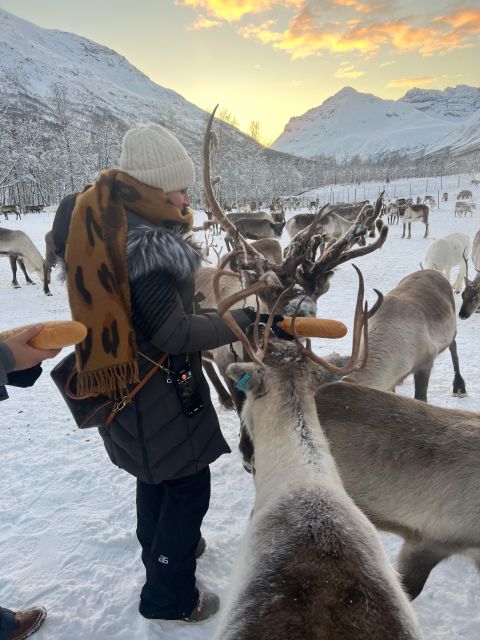 Tromsø: Reindeer Experience at a Sami Camp - Tromsø Reindeer and Sami Culture: Why This Camp Feels Different