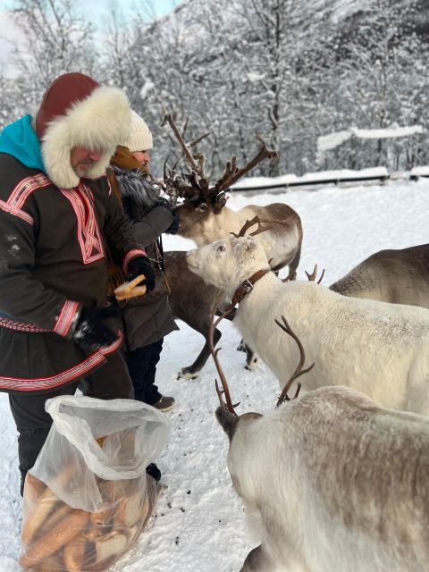 Tromsø: Reindeer Experience at a Sami Camp - What to Wear in Tromsø Winter So You Can Enjoy It