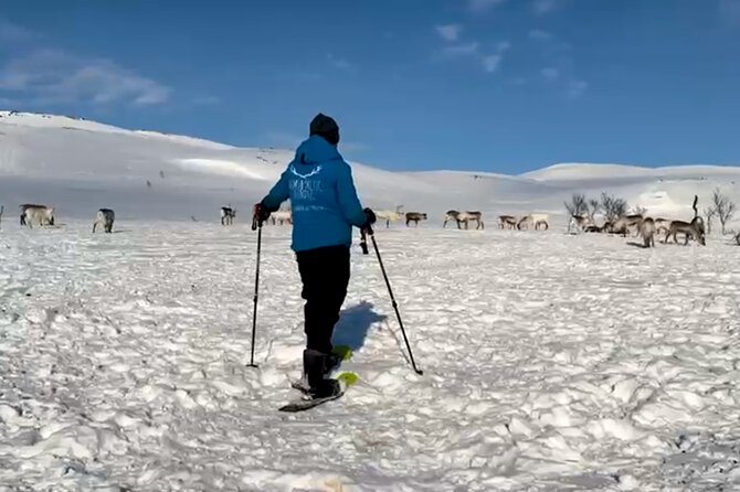 Tromso: Reindeer Feeding and Snowshoeing Tour with Lunch - Transportation, timing, and the small-group cap