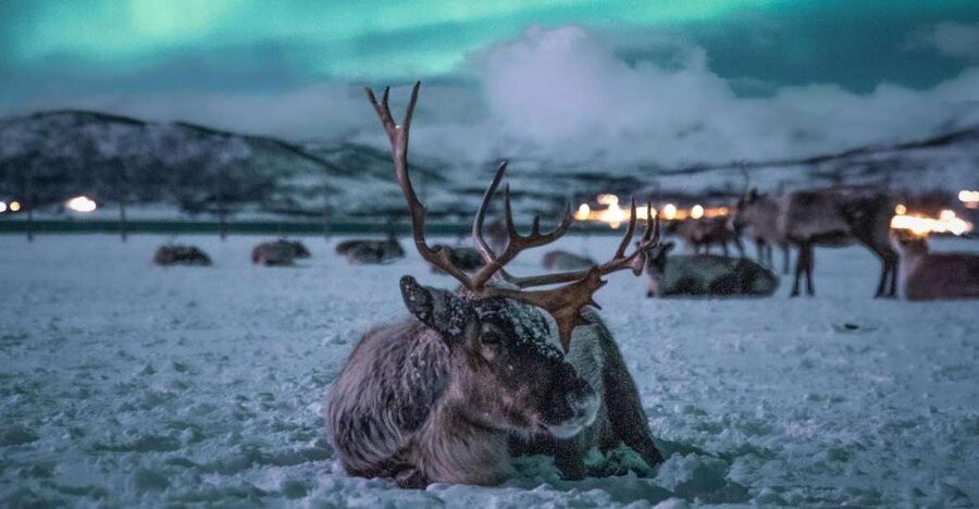 Tromsø: Reindeer Sled, Dinner, and Chance of Northern Lights - Key things I’d focus on before you go
