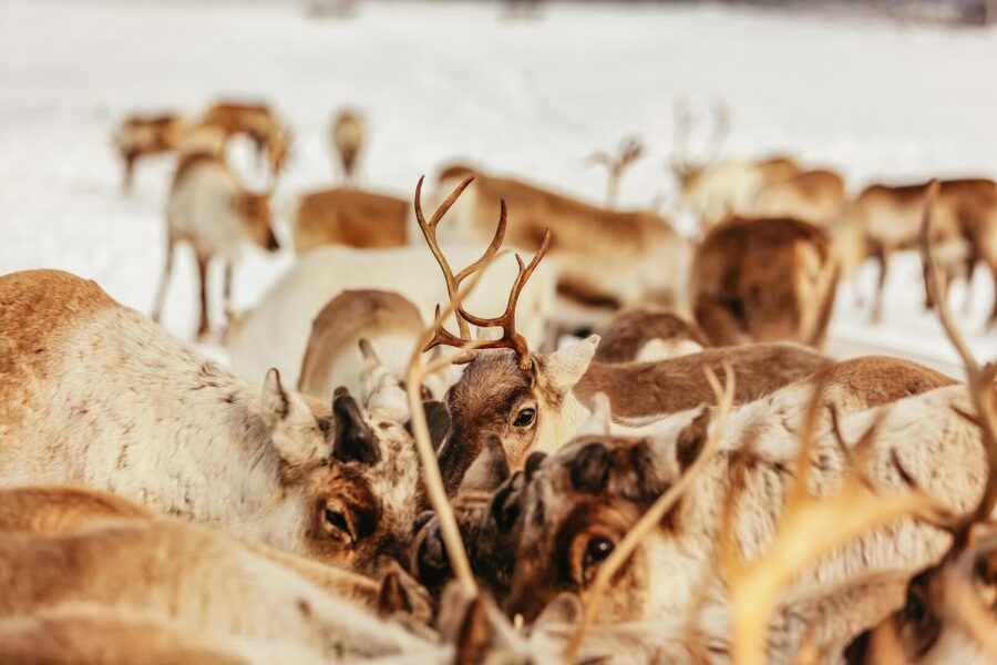 Tromsø: Reindeer Sledding & Feeding with a Sami Guide - Key things you will love about this Sami reindeer day trip