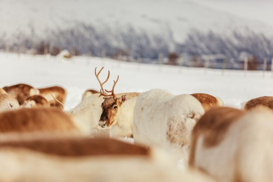Tromsø: Reindeer Sledding & Feeding with a Sami Guide - FAQ