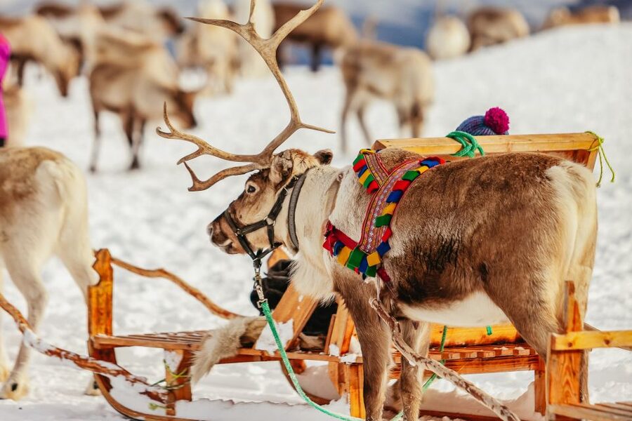 Tromsø: Reindeer Sledding & Feeding with a Sami Guide - How the 4 hours at the Sami camp really unfolds