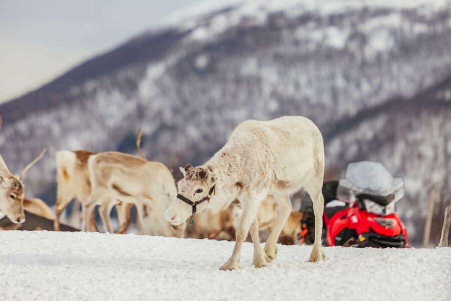 Tromsø: Reindeer Sledding & Feeding with a Sami Guide - Reindeer sledding: the ride, the timing, and the cold