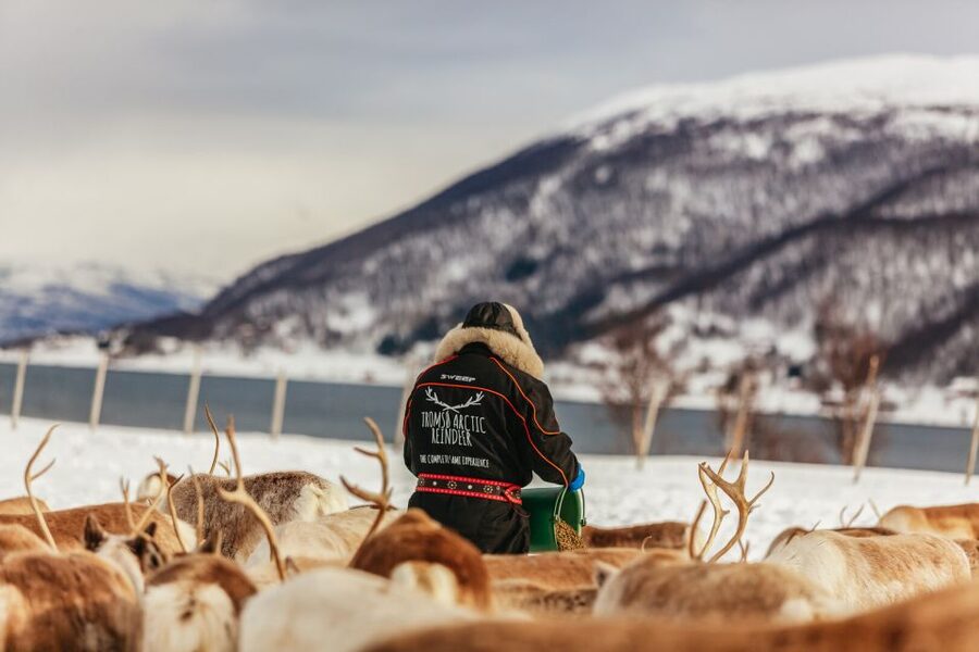Tromsø: Reindeer Sledding & Feeding with a Sami Guide - Warming up in a lavvu: lunch, coffee, and hot drinks by the fire