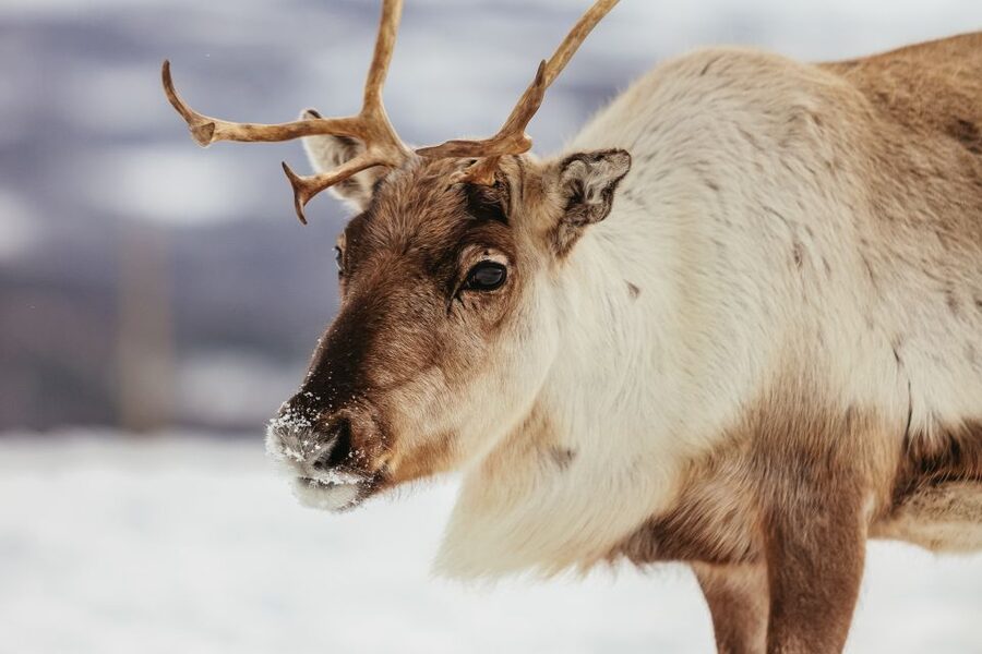 Tromsø: Reindeer Sledding & Feeding with a Sami Guide - Price and value: is $198 a fair deal?