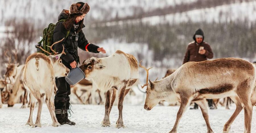 Tromsø: Reindeer Sledding & Feeding with a Sami Guide - Who should book this, and who should skip it