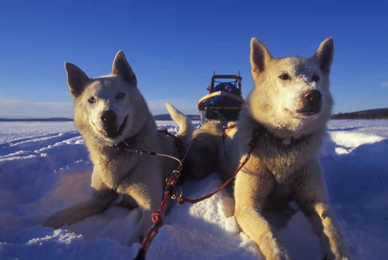 Tromsø: Self-Drive Husky Dog Sledding Adventure - Price and value: is $328 fair for 4 hours and a real ride?