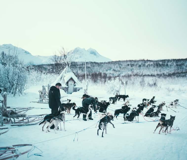 Tromsø: Self-Drive Husky Dog Sledding Adventure - Meeting at Scandic Ishavshotel, then heading to Kvaløya