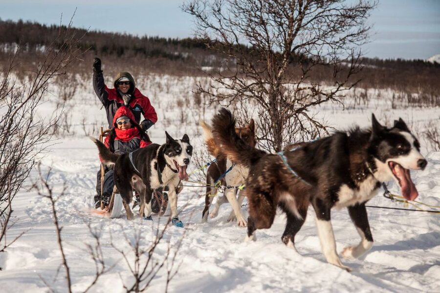 Tromsø: Self-Drive Husky Dog Sledding Adventure - Sami Lavvo warm-up: hot chocolate, cake, and a good moment to breathe