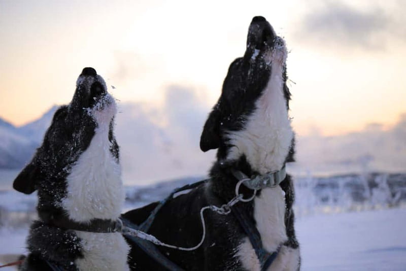 Tromsø: Self-Drive Husky Dog Sledding Adventure - Who this husky sled trip suits best