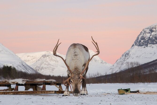 Tromsø Snowmobiling, Ice Domes Snow Park, and Reindeer Visit - Tromsø to Camp Tamok, the bus ride that sets expectations