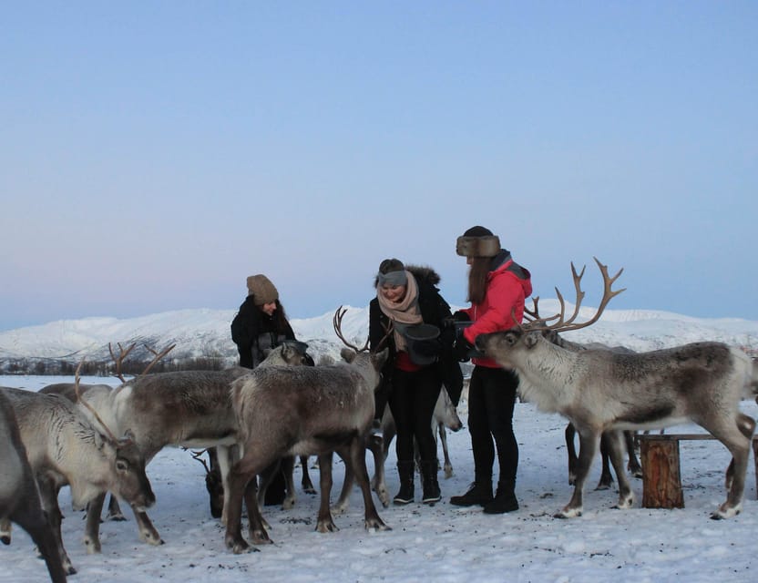 Tromsø: Snowshoeing Tour & Reindeer Encounter with Lunch - Key highlights to look for