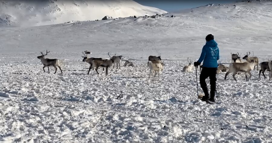 Tromsø: Snowshoeing Tour & Reindeer Encounter with Lunch - Should you book Tromsø snowshoeing with reindeer and lunch?
