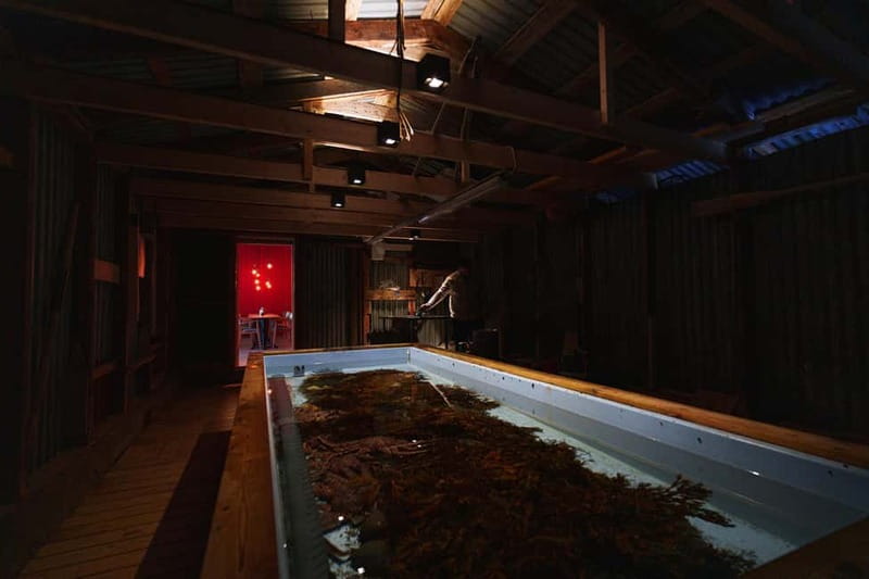 Tromsø: Tasty King Crab Adventure - Portion reality check: half a crab can go far