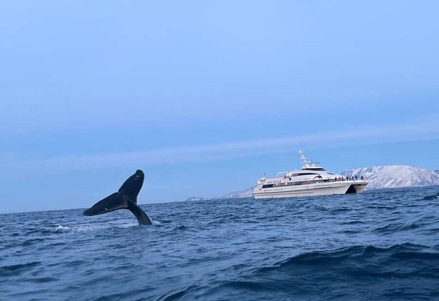 Tromsø Whale Safari with MS Gabriele - Key things to know before you go