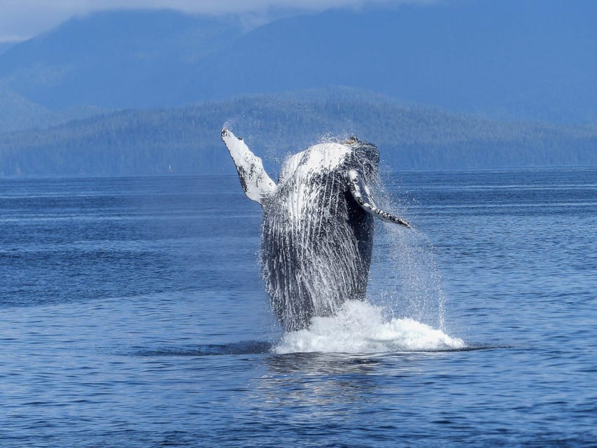 Tromsø Whale Safari with MS Gabriele - Price and value of the $207 catamaran safari