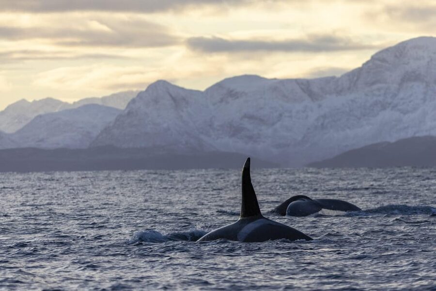 Tromsø Whale Safari with MS Gabriele - Which whales you might see near Tromsø