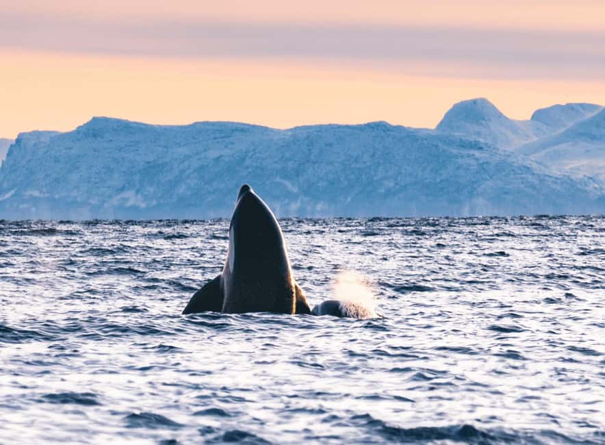 Tromsø Whale Safari with MS Keiser Wilhelm - Price and value at $194 per person