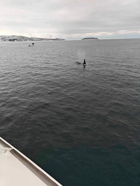 Tromsø Whale Safari with MS Keiser Wilhelm - The crew’s “find them almost every day” approach