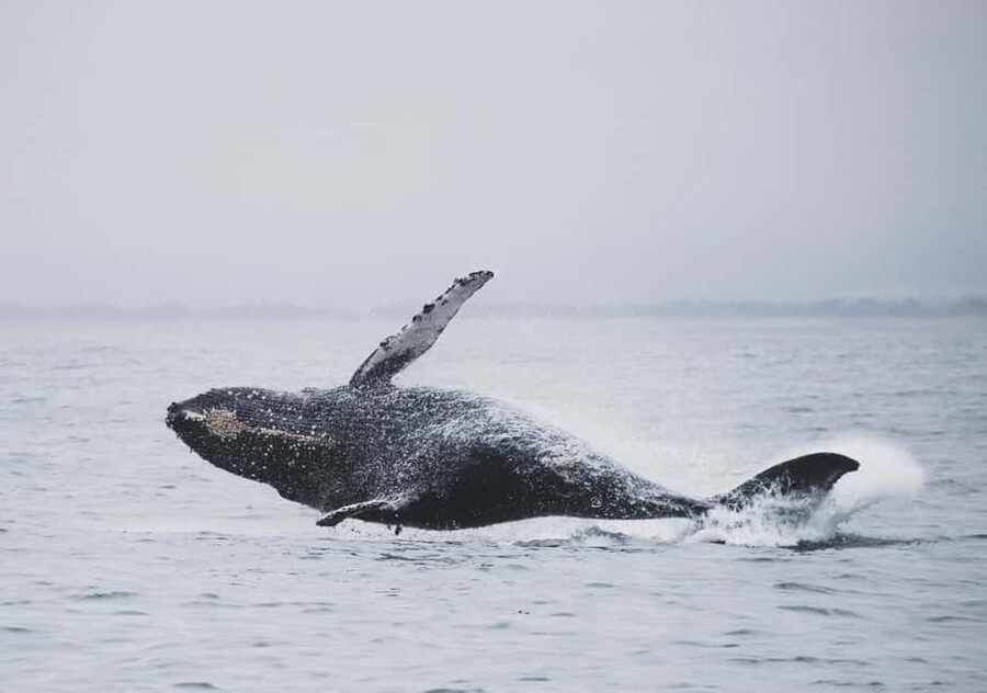 Tromsø Whale Safari with MS Keiser Wilhelm - Drinks, snacks, and the onboard comfort factor