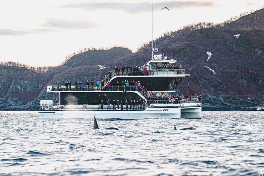 Tromsø: Whale Watching Tour by Hybrid-Electric Boat - Key highlights to know before you go