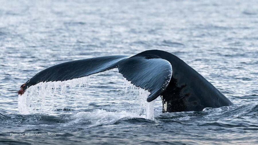 Tromsø: Whale Watching Tour by Hybrid-Electric Boat - Silent catamaran whale watching in the Barents Sea