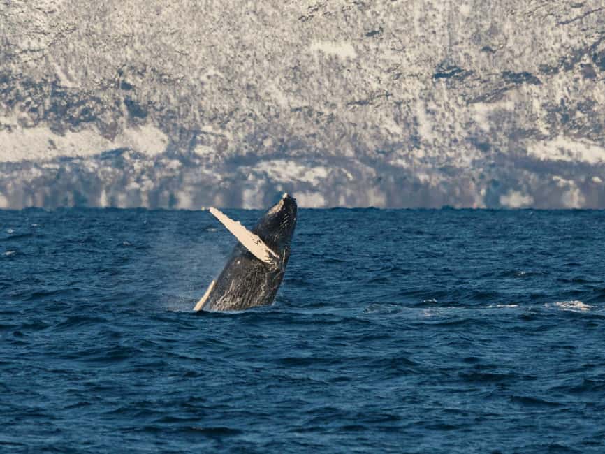 Tromsø: Whale Watching Tour by Hybrid-Electric Boat - Brim Explorer on board: heated comfort, big windows, wheelchair access