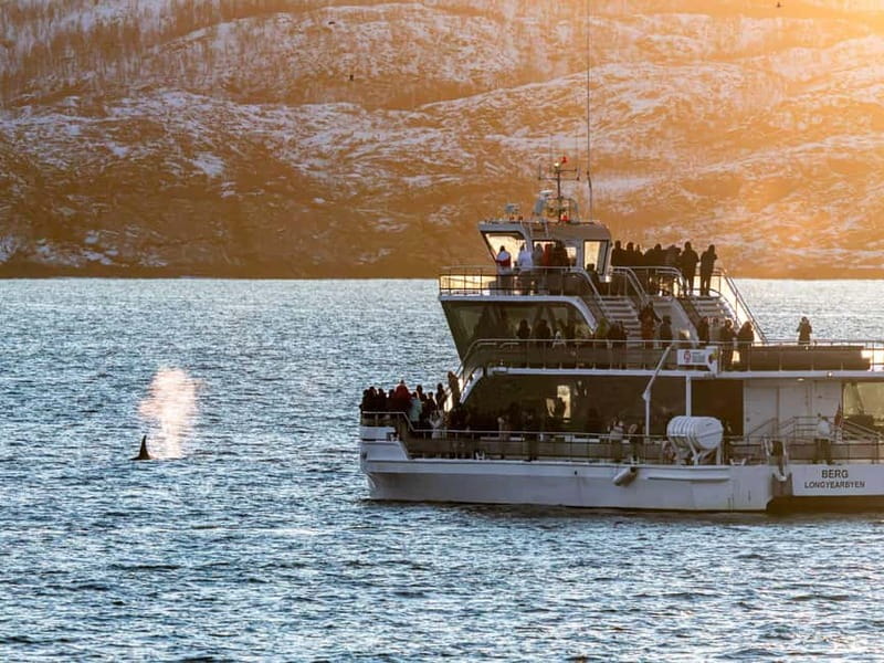 Tromsø: Whale Watching Tour by Hybrid-Electric Boat - Which whales are realistic targets in Tromsø’s herring-rich fjords