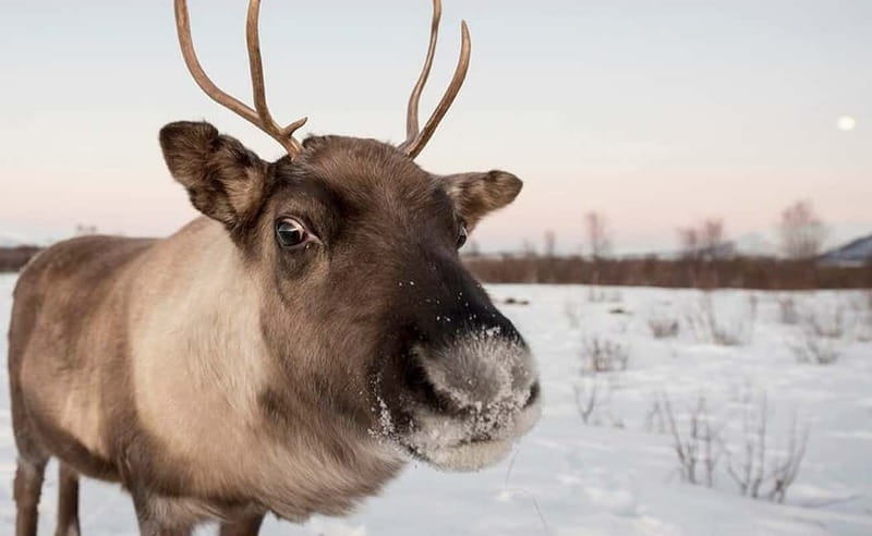 Tromsø: Winter Fjord Road Trip with Citizen Science - The camera coaching, and why it’s not just a nice extra