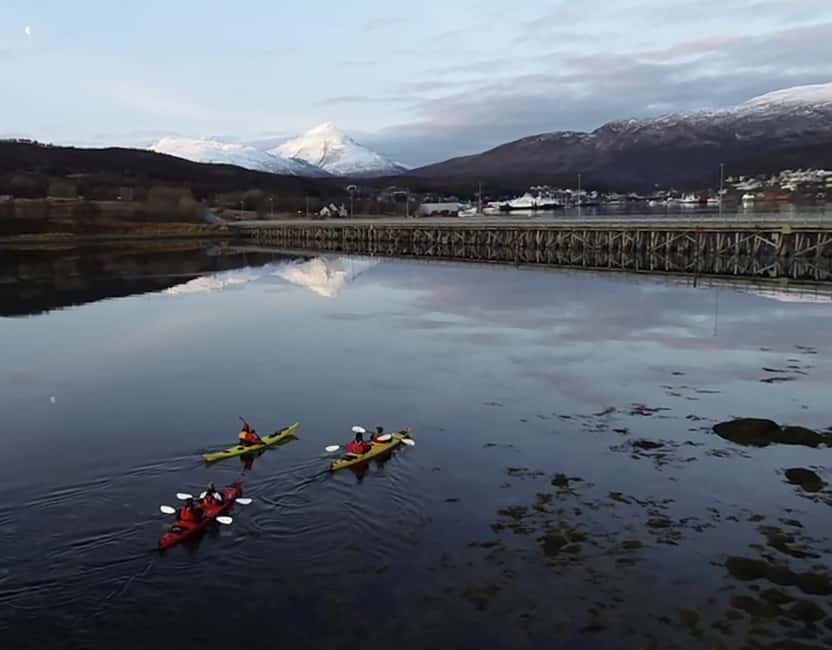 Tromsø: Winter Sea Kayaking Tour with Wildlife Sightings - Wildlife sightings, what you might see and why winter is good for it