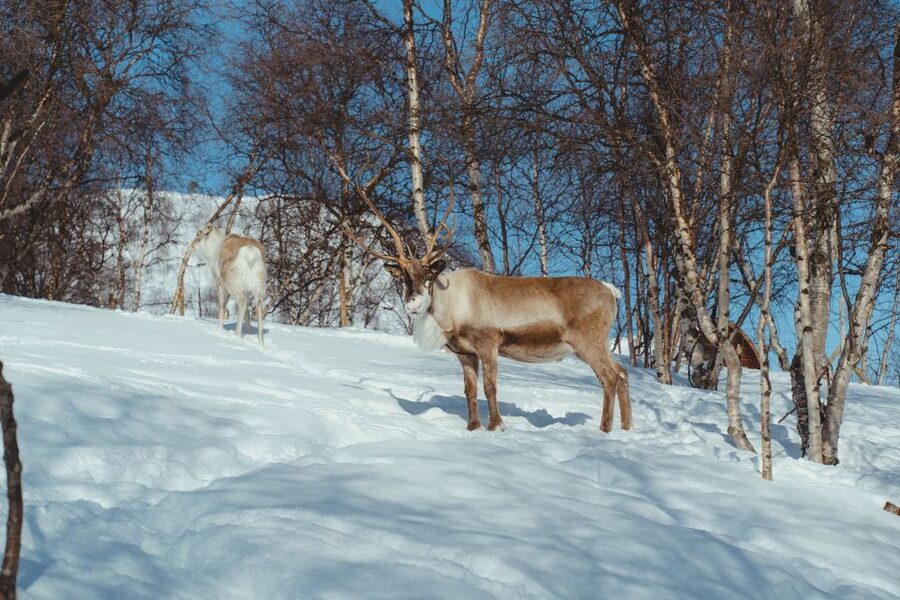 True Locals of the Arctic: Reindeer Sledding at Camp Tamok - Tromsø to Camp Tamok, the bus ride sets the tone