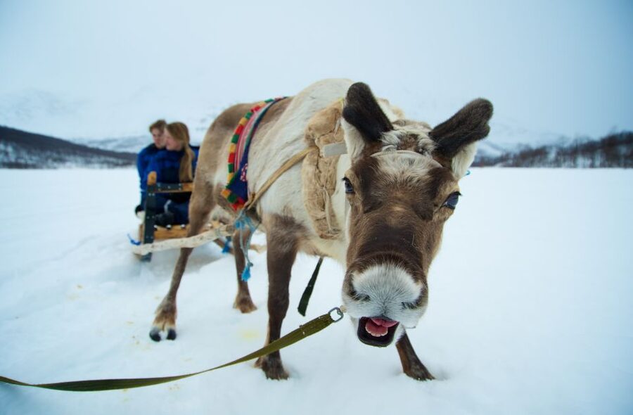 True Locals of the Arctic: Reindeer Sledding at Camp Tamok - Camp Tamok: where you meet the herd and learn the flow