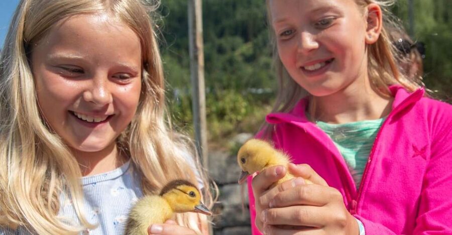 Vik i Sogn: Authentic Farm Visit - Meet the Alpacas and Moscovy Ducks (and Get That Alpaca Selfie)