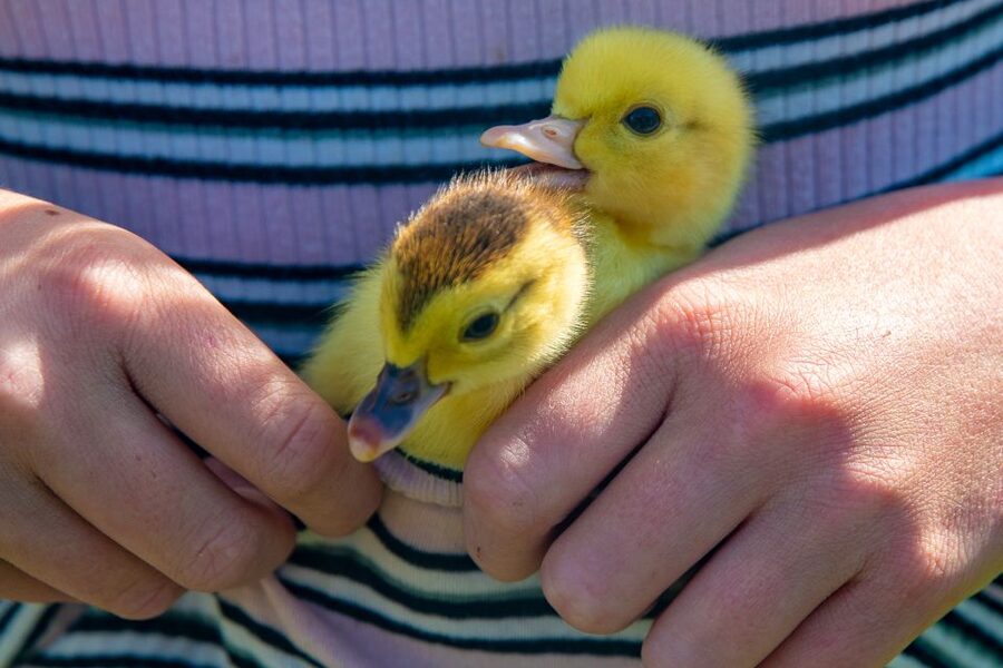 Vik i Sogn: Authentic Farm Visit - Feeding Time: Hands-On Treats Without Rushing the Animals