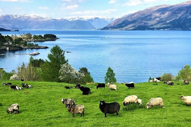 Viking Islands from Alesund: 5-Hour Private Group Tour - Stop 2: Godøy Coastal Museum, fjord and island views with clear orientation