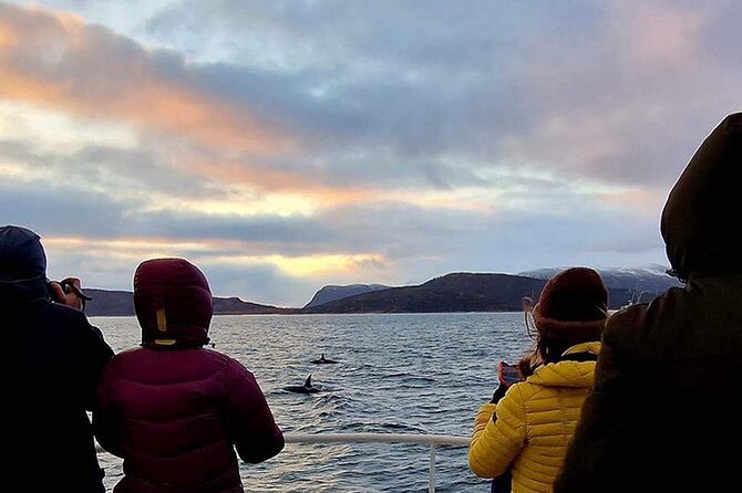 Whale Safari in Tromso - Key things to know before you sail