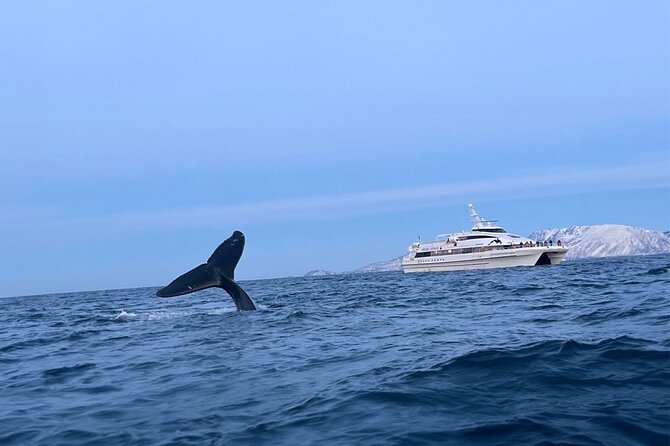 Whale Safari in Tromso - Tromsø fjords whale spotting: what you’re really signing up for