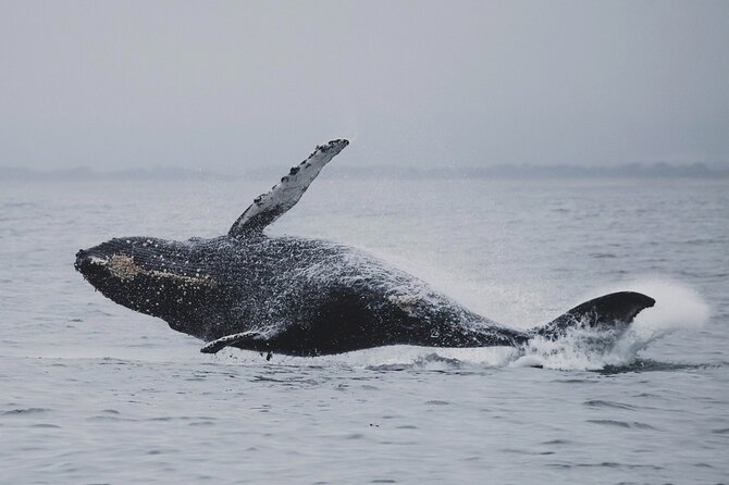 Whale Safari in Tromso - Stop at Tromsø fjords: how you’ll spot whales and what to watch for