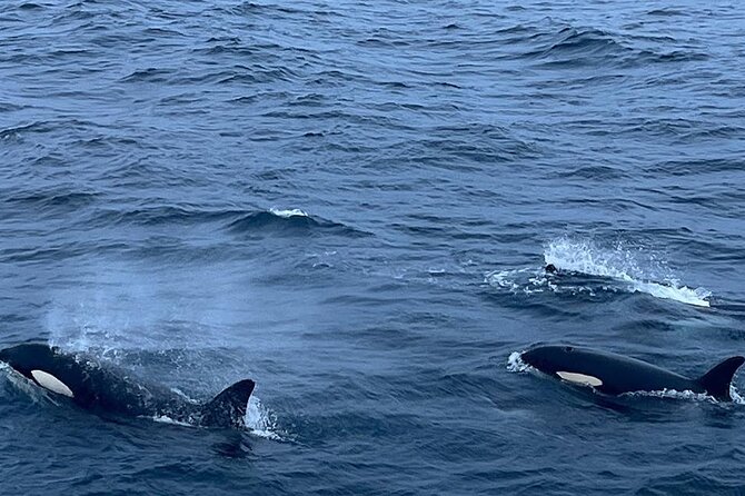 Whale Safari in Tromso - Motion sickness tips: the wind, the water, and staying green