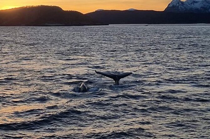 Whale Safari in Tromso - Price and value: is $182 worth it in Tromsø?