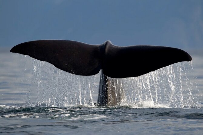 Whale Safari in Tromso - Who should book this whale safari, and who should reconsider