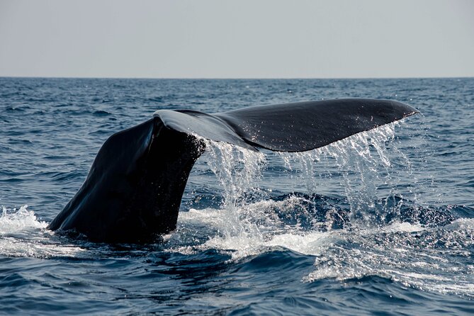 Whale safari with Puffins and Muffins (Andøy, Vesterålen) - Sun Never Sets in Bleik, and Why That Changes Your Safari